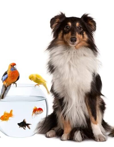 Animais